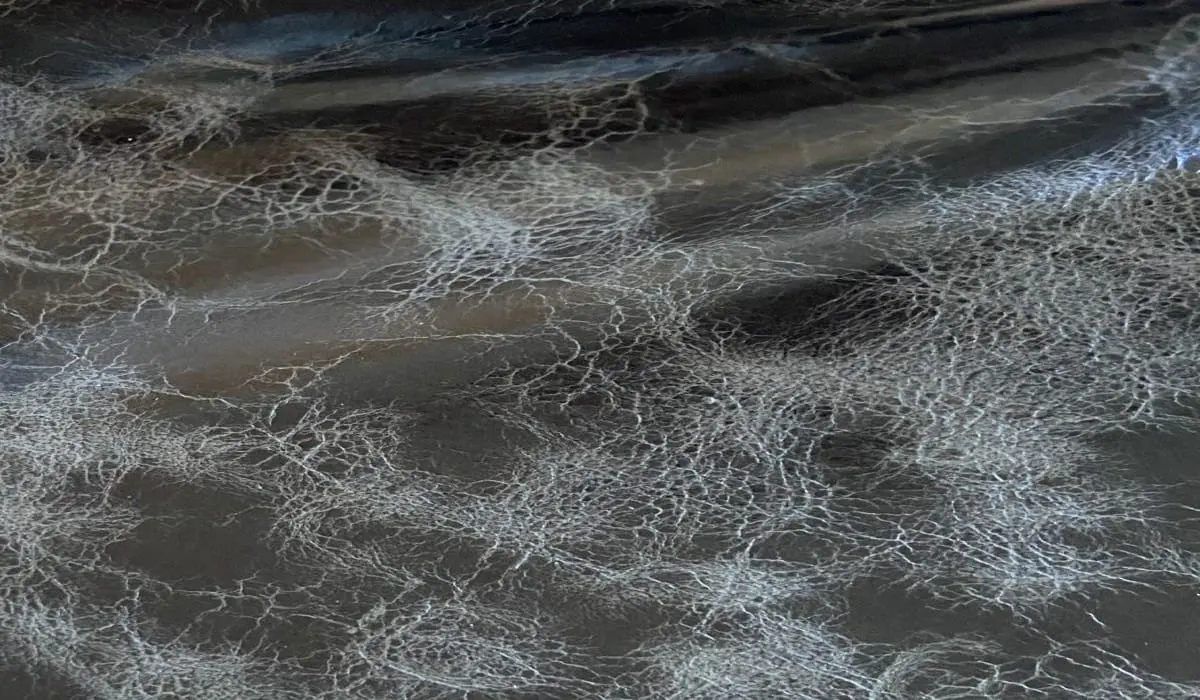 PRIMITIVO · Pelle per pelletteria, cinture e calzature